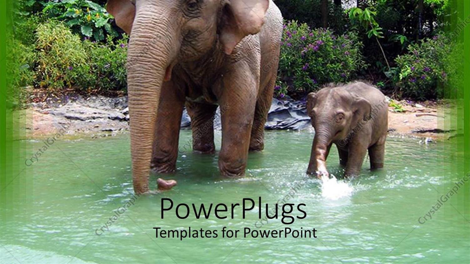 Featuring Two Elephants Elephant Mother and Child Going Through Water in a Jungle Setting with Trees in the Background