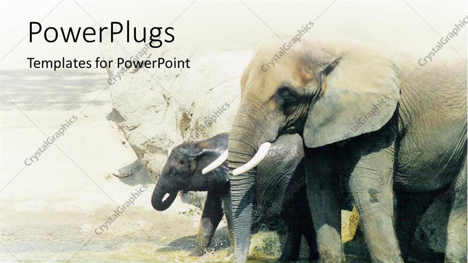 Premium Template for PowerPoint & Google Slides 