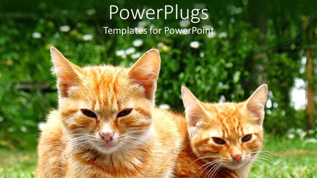  Presentation with cats - Two fluffy brown and white cats lying on grass