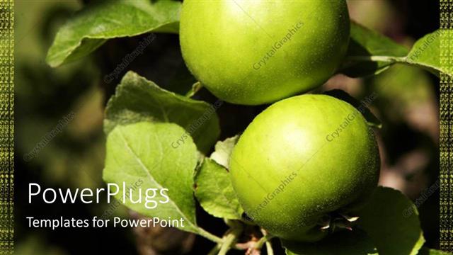  Presentation with green apples - Two fresh big green apples and their leaves