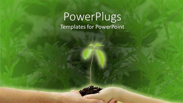  Presentation with man woman - Two hands of man and woman holding together a young plant on green garden background