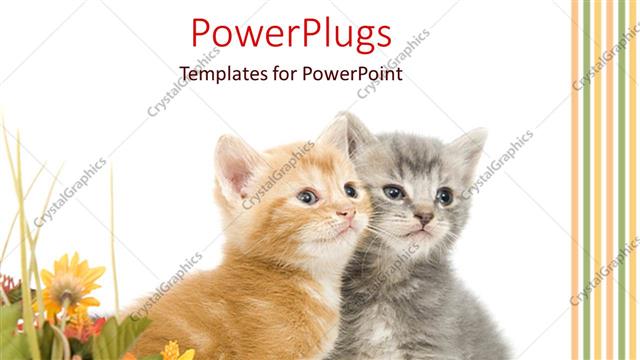  Presentation with bunch - Two kittens sitting together next to bunch of yellow flowers