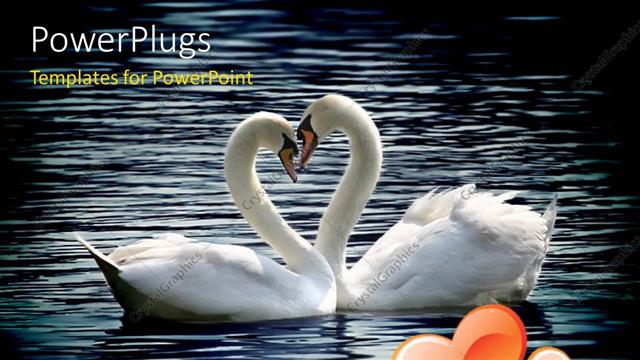  Presentation with shape - Two lovely swans in river forming love shape