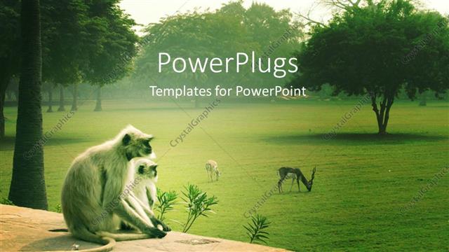  Presentation with exotic animals - Two monkeys and deer in the park