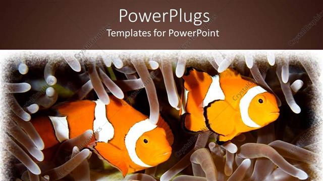  Presentation with fishes - Two orange clown fishes swimming in between tentacles on a brown background