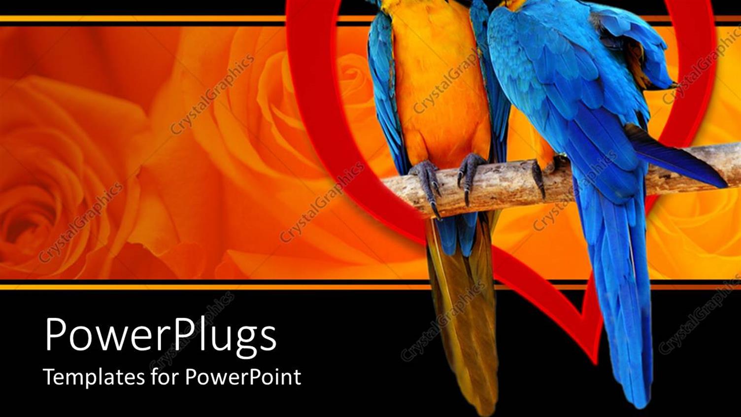 Featuring Two Parrots Perched with Red Heart, Rose Background, Love, Romance