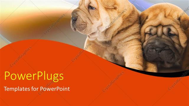  Presentation with dogs - Two puppies leaning against each other on blurry background