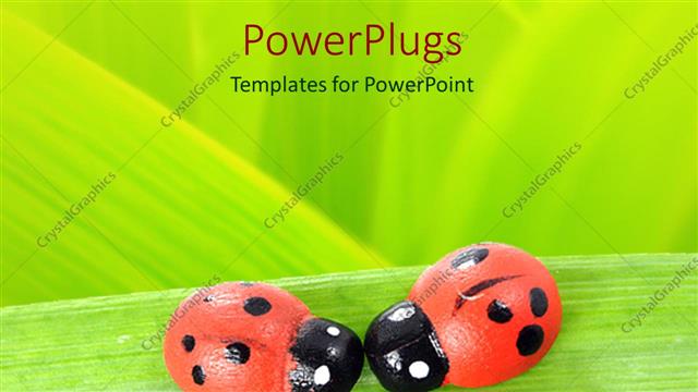  Presentation with ladybugs - Two red and black ladybugs on green leaf, green background