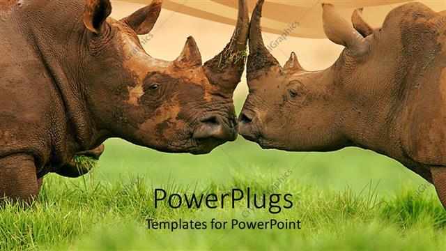  Presentation with brown - Two rhinoceroses face to face, green grass, brown background