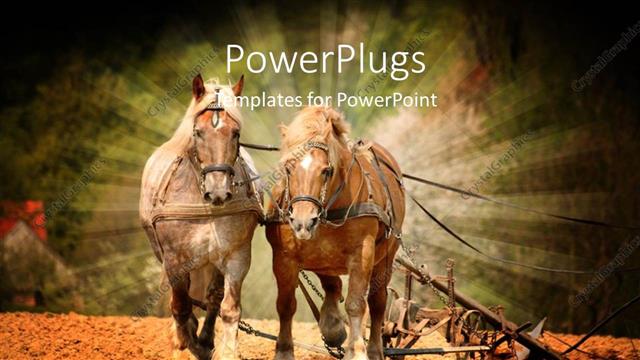  Presentation with horses - Two shinning horses riding together on a sandy floor