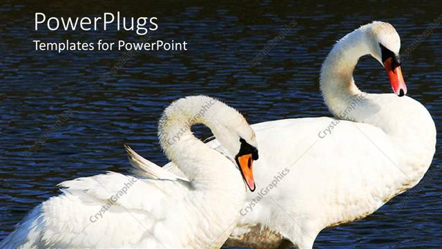  Presentation with pair - Two swans standing in water with curved necks, pair of swans