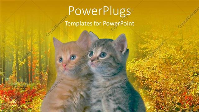  Presentation with cats - Two tabby kittens leaning on each other in front of autumn background