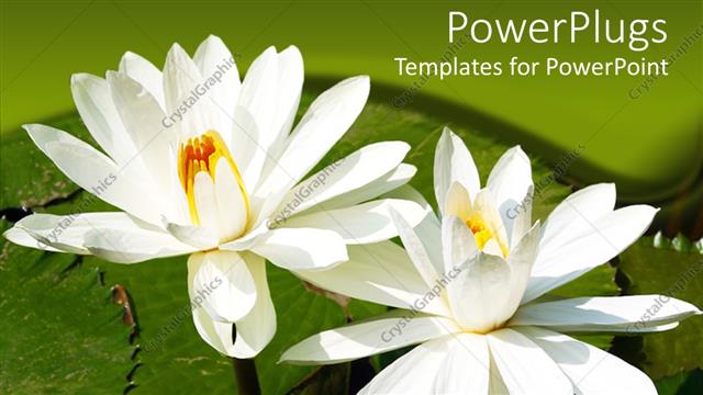  Presentation with leave - Two tulip flowers present on the leave