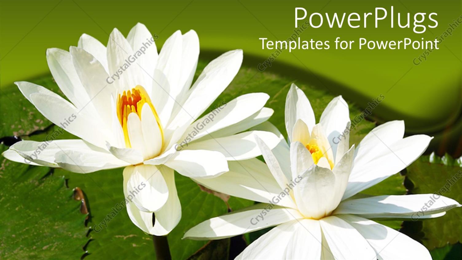 Premium Template for PowerPoint & Google Slides 