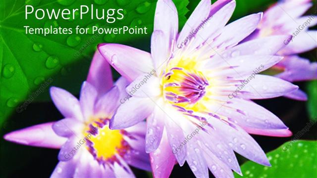  Presentation with lily - Two water lilies together with green background