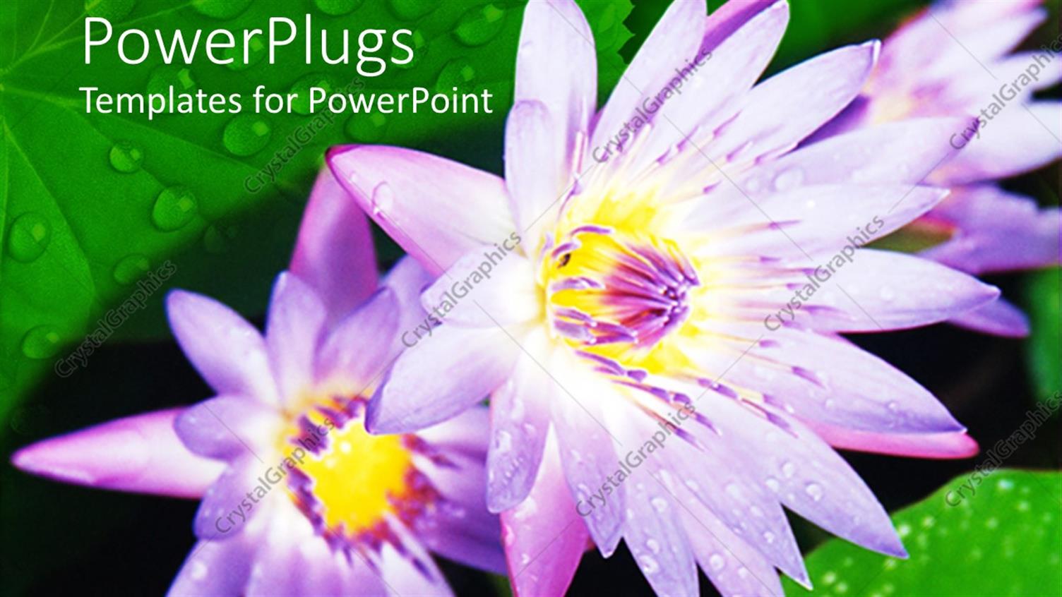 Premium Template for PowerPoint & Google Slides 