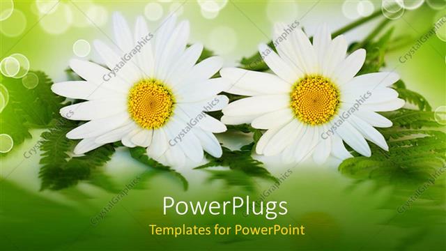 Presentation with ferns - Two white daisy flowers with ferns, green and white bokeh effect background