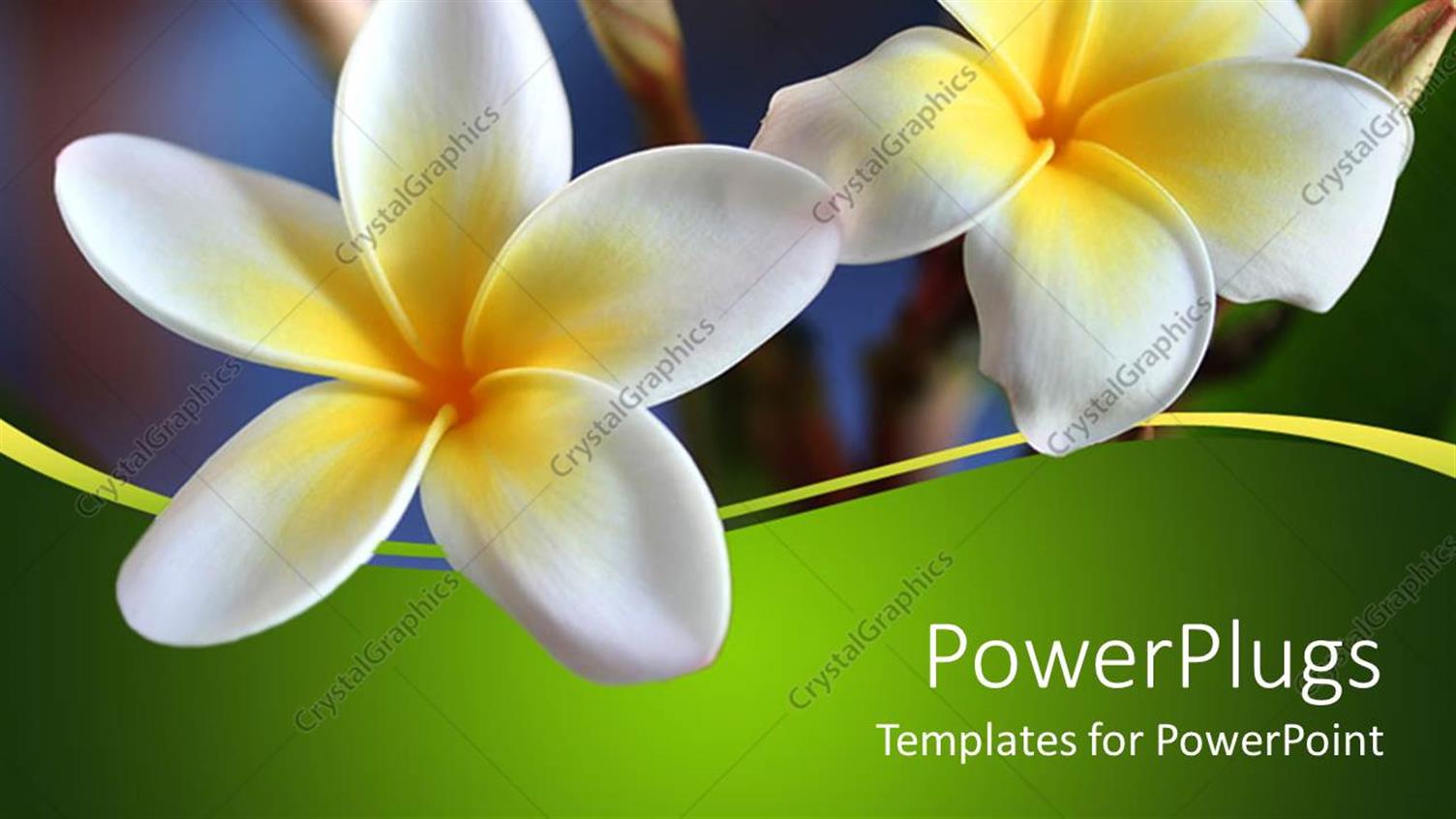 Premium Template for PowerPoint & Google Slides 