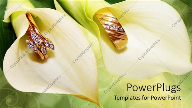  Presentation with white wedding - Two white lilies with gold and diamond crested rings inside