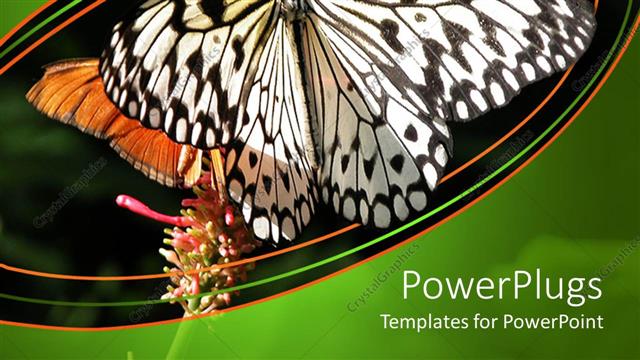  Presentation with orange butterfly - Two white and orange colored butterfly in a natural habitat