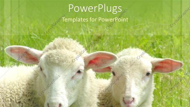  Presentation with sheep - Two white sheep on a field with green grass