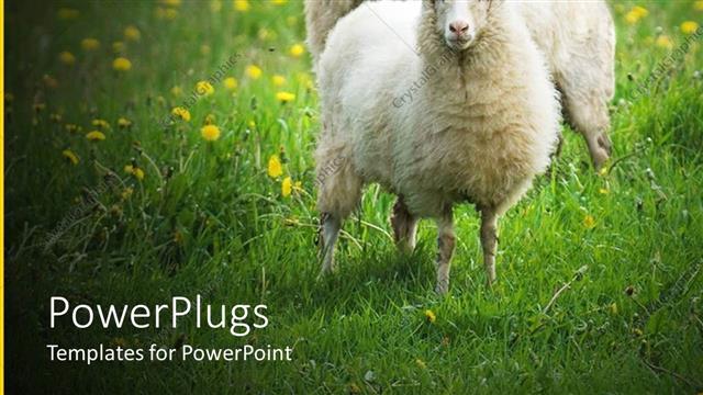  Presentation with sheep - Two white sheep on grass field with yellow dandelions with blurred margins
