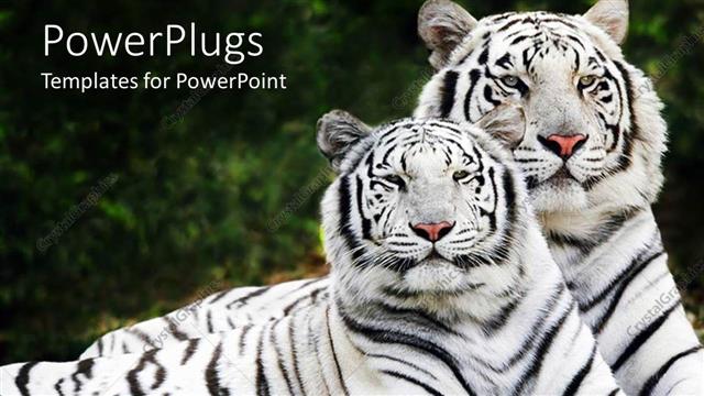  Presentation with tiger - Two white tigers laying in the grass