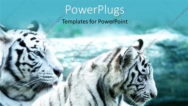  Presentation with tiger - Two white tigers lying down together on an open grass