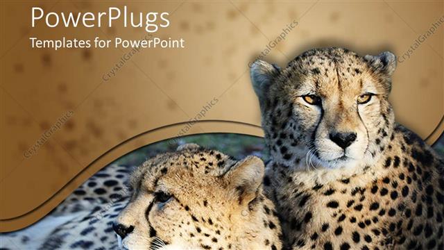  Presentation with cats - Two wild cats cheetah cats resting together on the ground