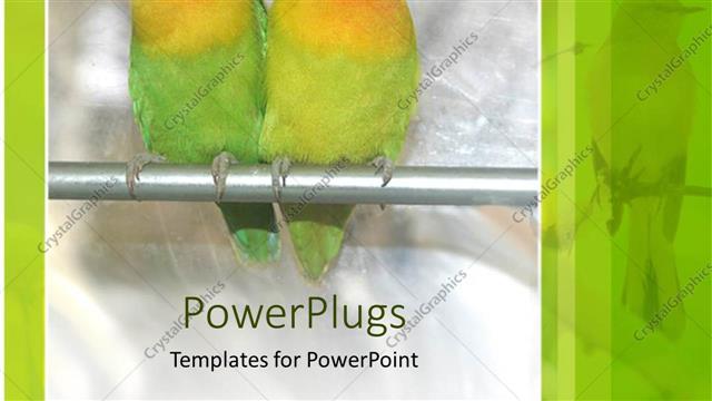 Presentation with parrots - Two yellow and green parrots standing on a silver colored pole