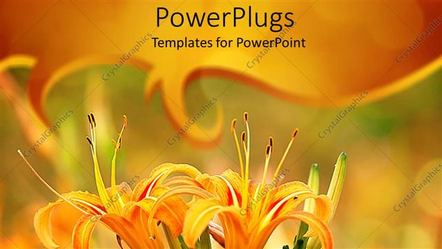  Presentation with lily flower - Two yellow lily flowers on a natural blurry  background