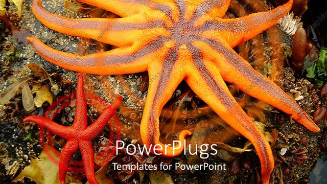  Presentation with starfish - Two yellow and red colored starfishes on an ocean ground
