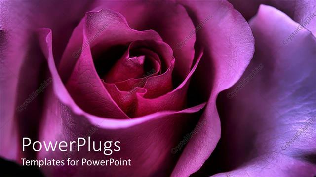  Presentation with valentine - Valentine's Day rose symbolizing love and affection