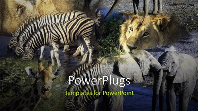  Presentation with animals - Various animals in a jungle with grayish background