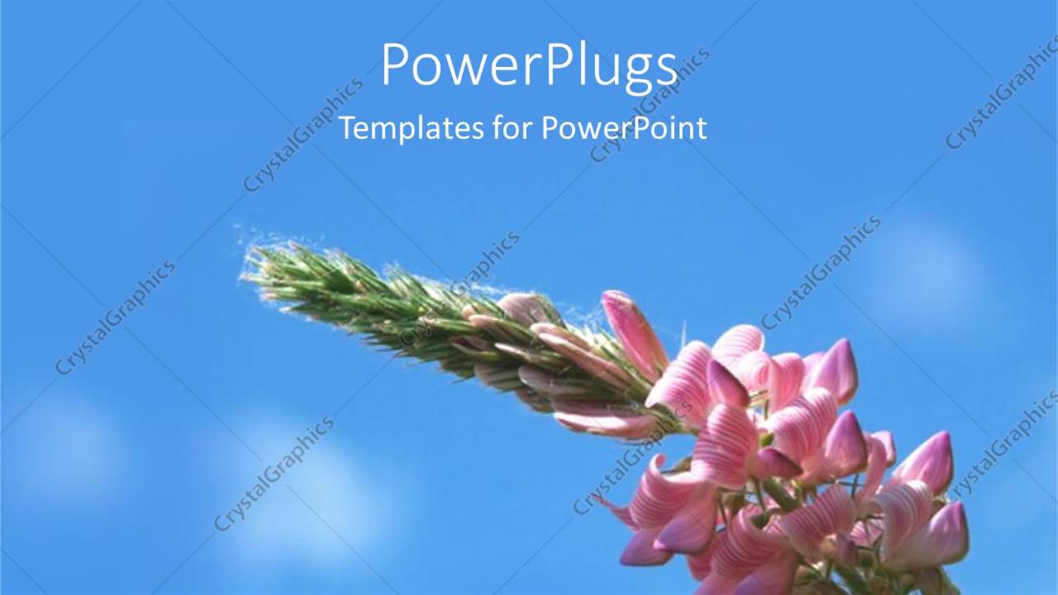 Featuring Various Flowers on the Flower Stick with Bluish Background