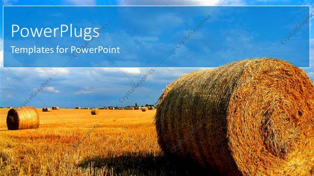  Presentation with harvest - Vast cut brown harvested grass rolled up into ball