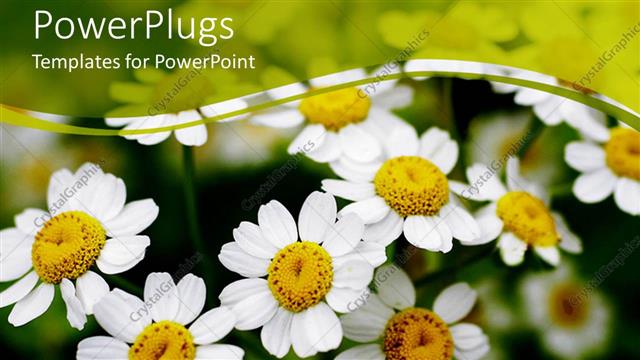  Presentation with summer time - View of summer time on white daisies in their nature