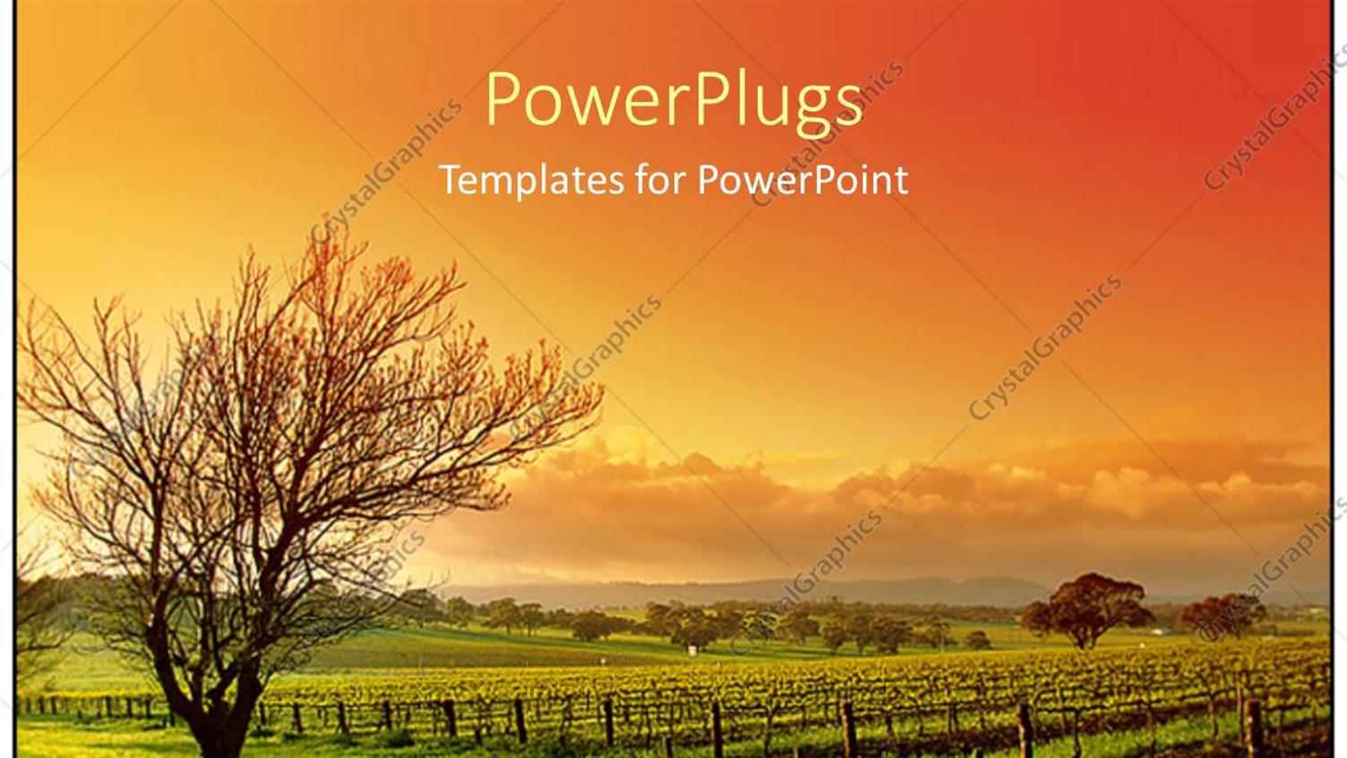 Featuring Vineyard Landscape Showing Sunset and Clody Sky