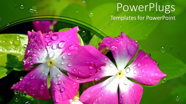  Presentation with green morning - Violet flower with water drops in a morning with green background