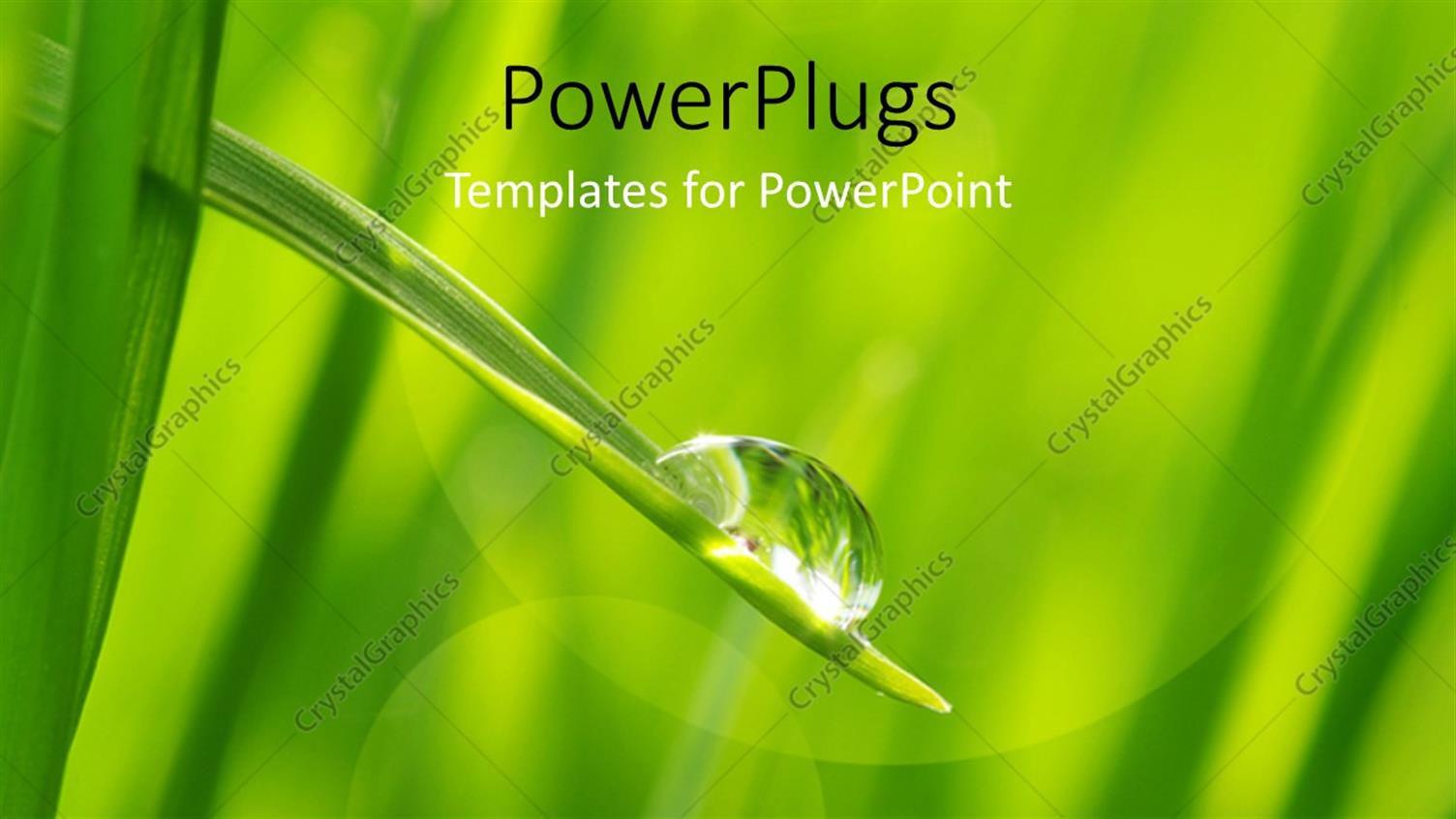 Premium Template for PowerPoint & Google Slides 