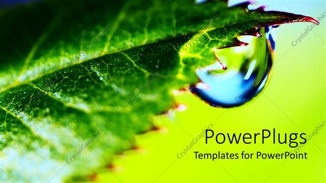  Presentation with drop - Water droplet from apex of fresh green leaf