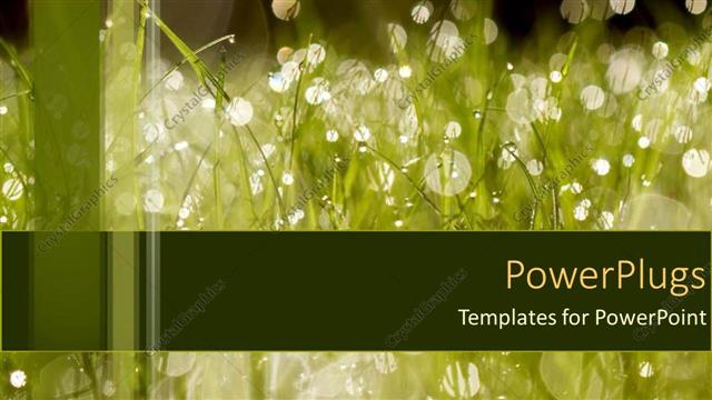  Presentation with dew - Wet grass dew morning summer watering drought environment water