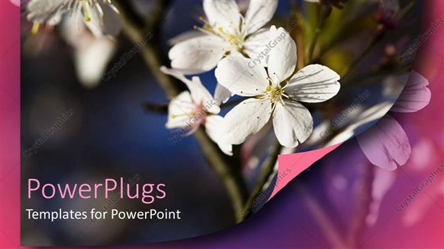  Presentation with branch - White apple blossoms on branch, flowers