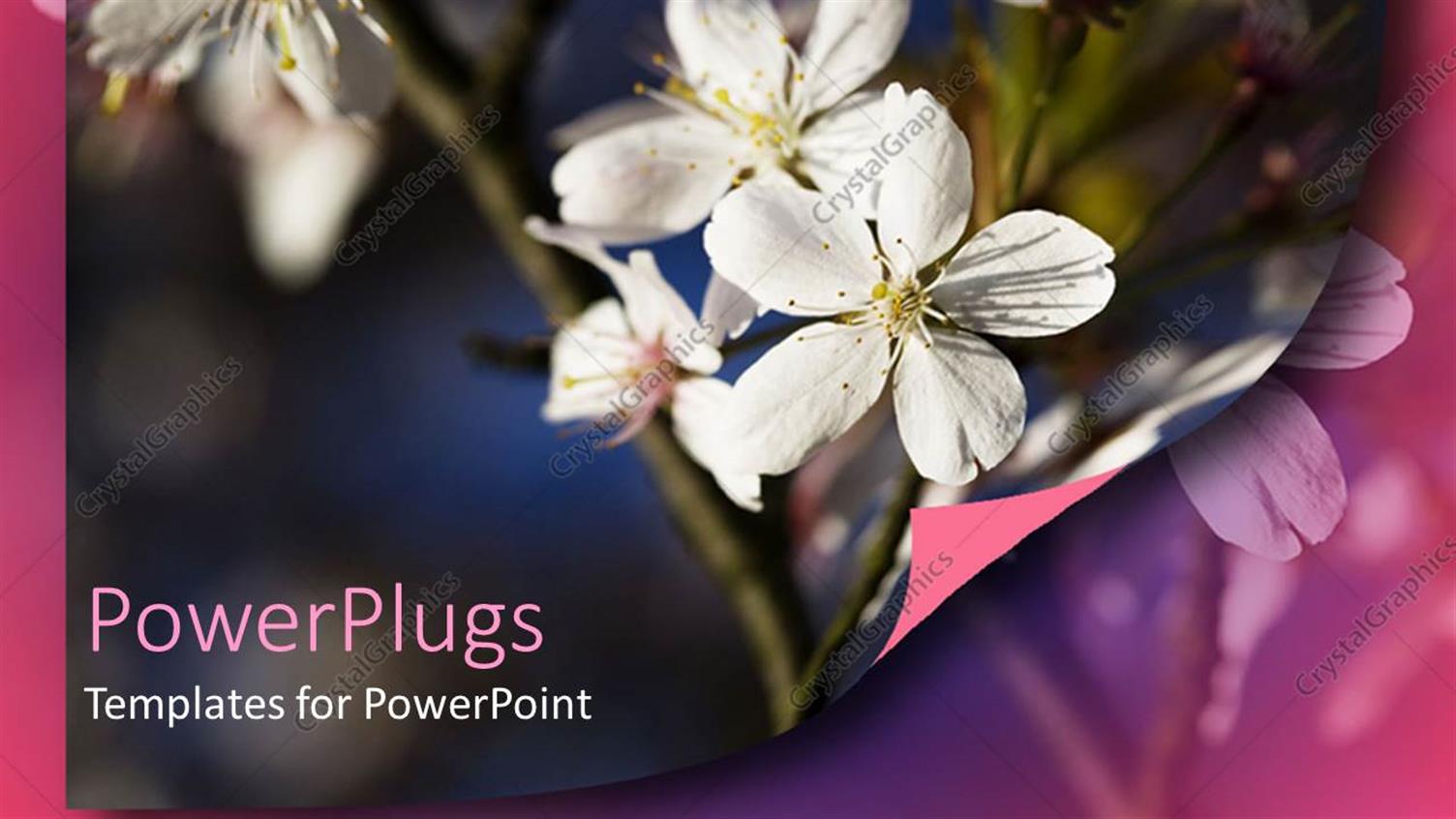 Premium Template for PowerPoint & Google Slides 