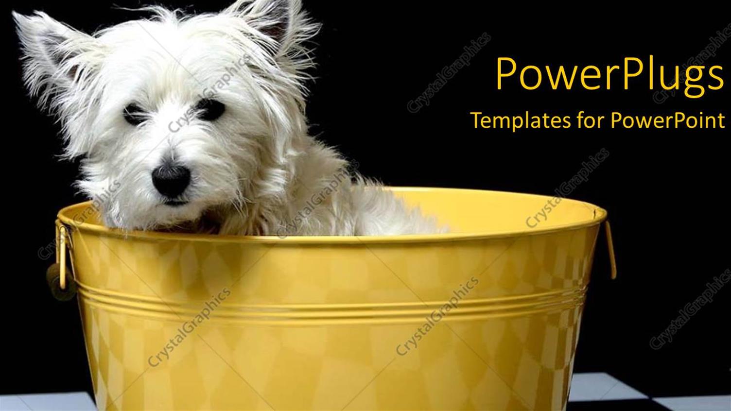 Premium Template for PowerPoint & Google Slides 