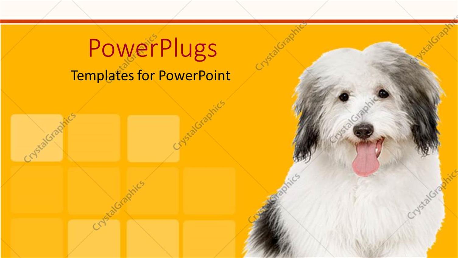 Premium Template for PowerPoint & Google Slides 