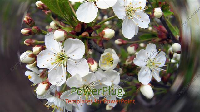  Presentation with apple flower - White blossoming flower in water ripples