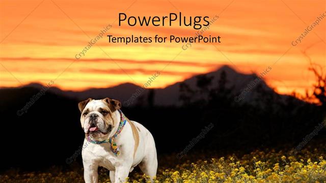  Presentation with dog - A white bull dog standing on a grass filed