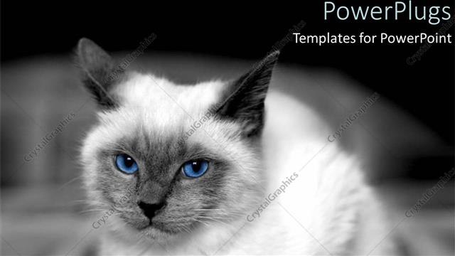  Presentation with magical - White colored cat with black ears and piercing blue eyes on black background
