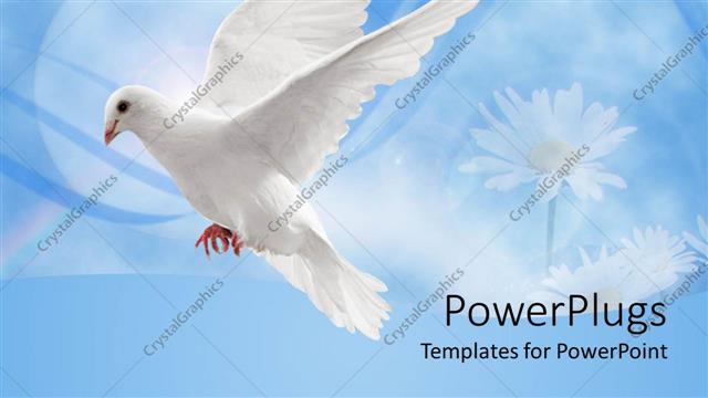  Presentation with flight - White dove in flight against a blue background with daisies